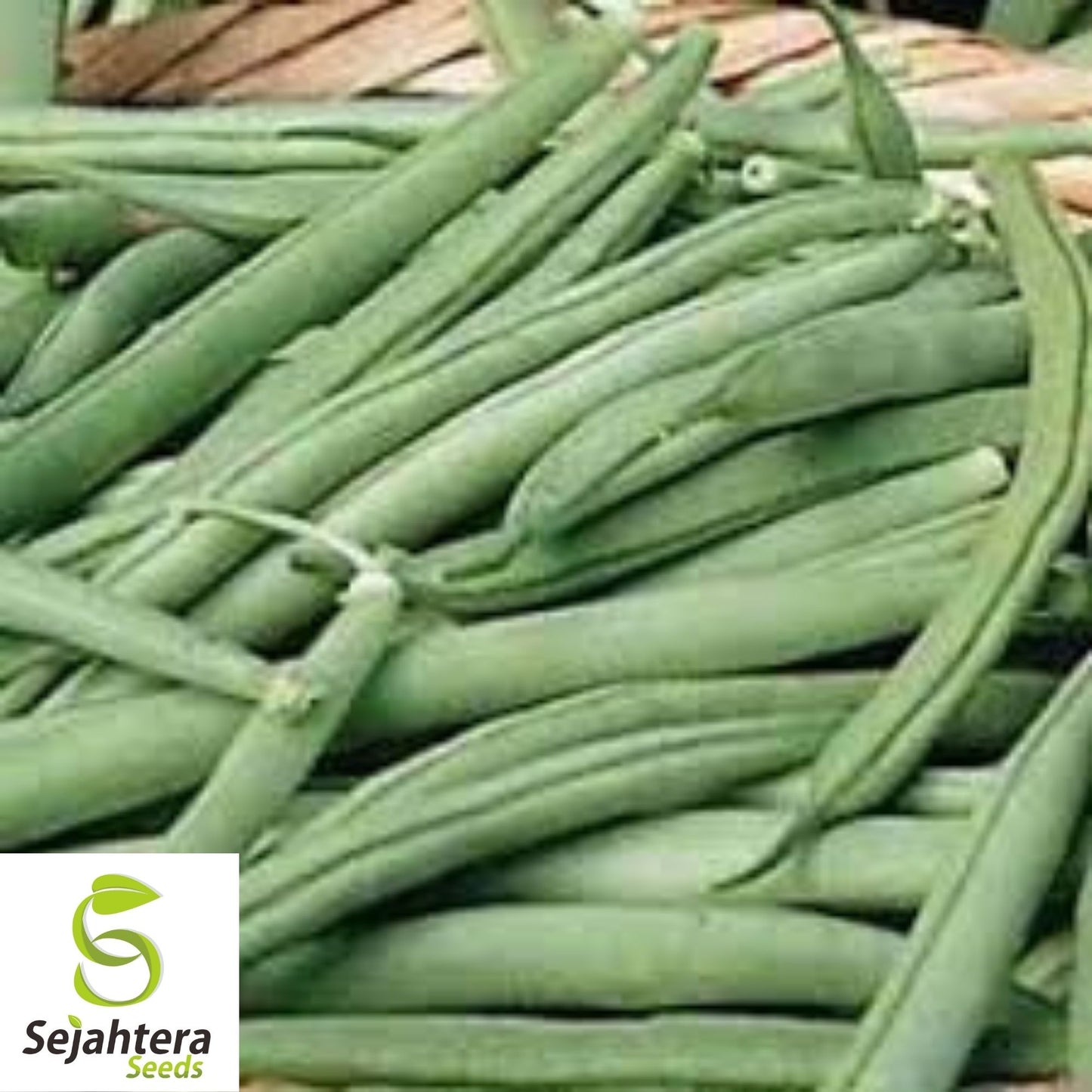 Improved Tendergreen Bean Seeds 50 Ct | Stringless Bush Green Vegetable USA