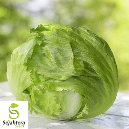 1000 Iceberg Lettuce Seeds - Non-GMO, Crisp & Refreshing Greens