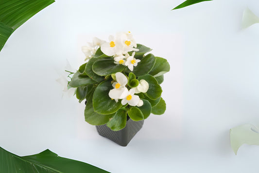 Begonia Plant - 3g Pot - Ambassador White - Angel Wing Begonia - Healthy Live Plant (Begonia spp.)