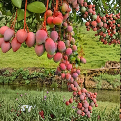 Rare Red Mango Tree – Mangifera indica Live Seedling | 20–24 Inches Tall | Includes Nursery Pot  Sweet Tropical Variety | Larger Fruit Type | Container Friendly
