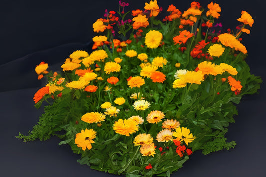 Pacific Beauty Mix Pot Marigold (Calendula officinalis 'Pacific Beauty')