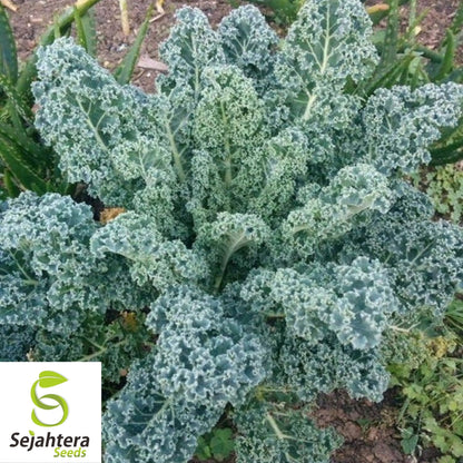 Kale Dwarf Blue Curled Seeds 500+ | Vegetable Garden NON-GMO USA