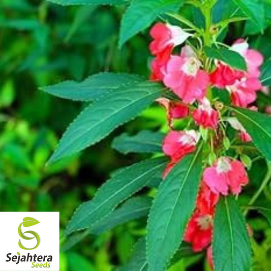 Balsam Camellia Seeds 100+ | Impatiens balsamina Annual Flower USA
