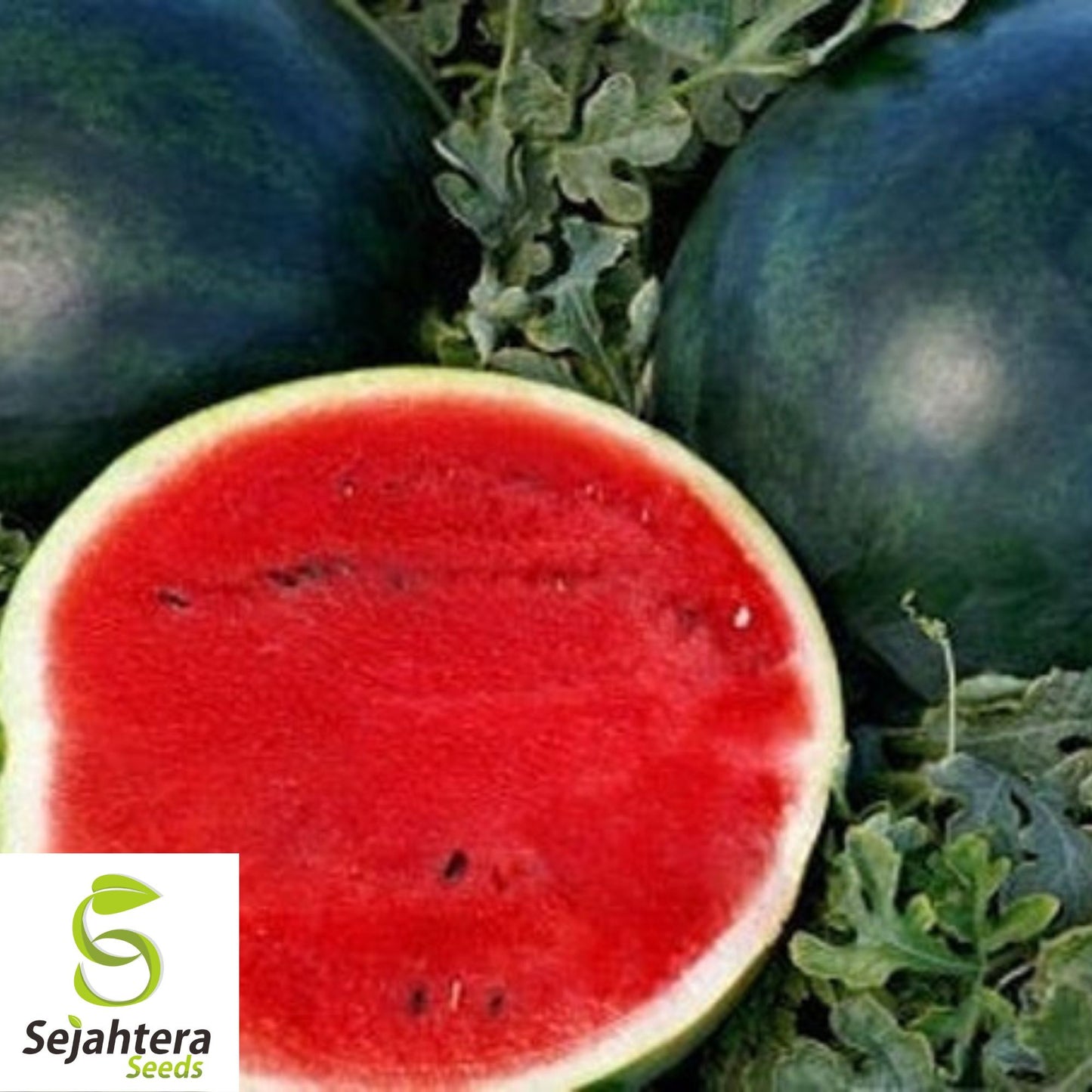 Florida Giant Watermelon Seeds - 12 Organic Heirloom - Sweet & Juicy - Rare