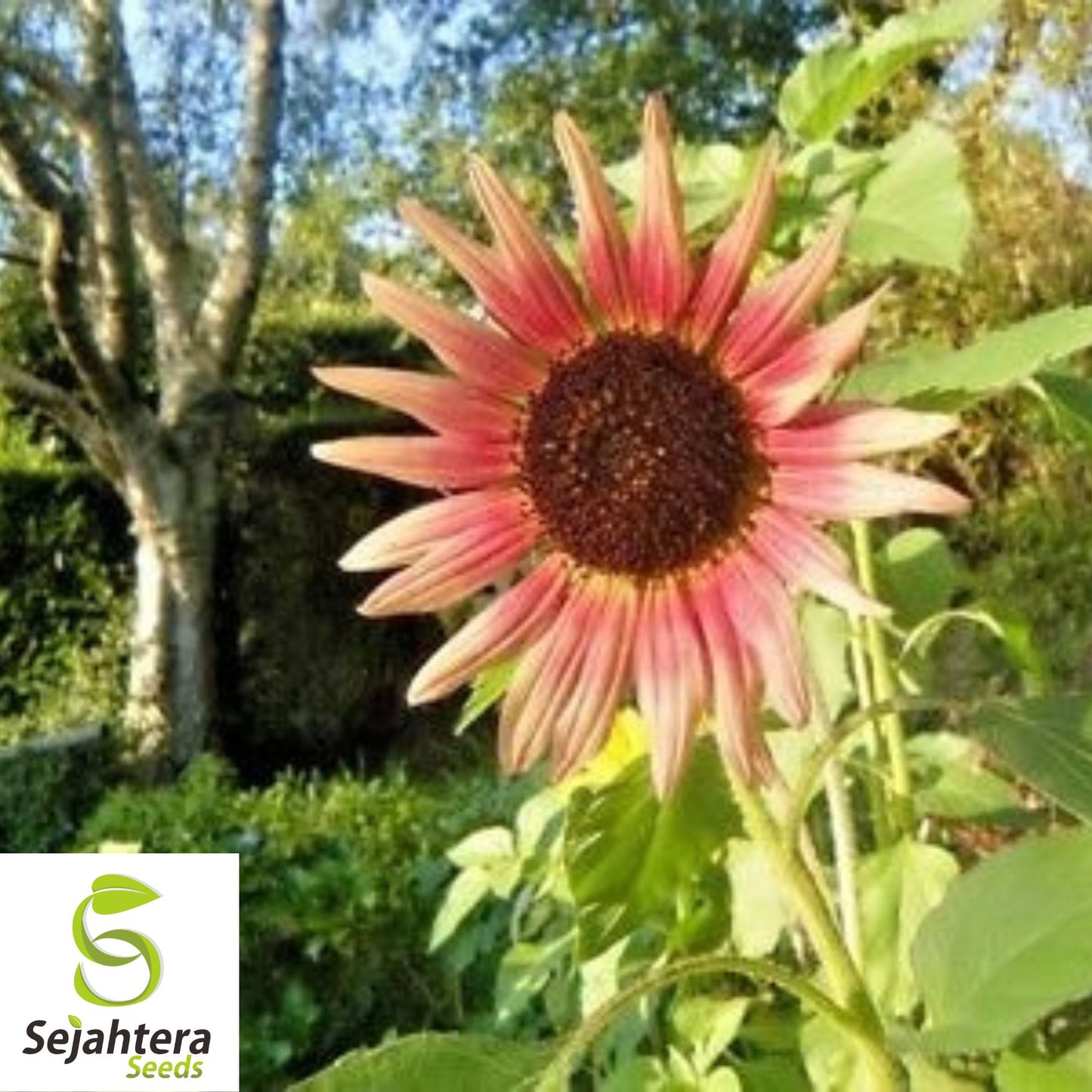 Indian Blanket Sunflower Seeds - 50+ Native Wildflower - Cut Flowers & Pollinators