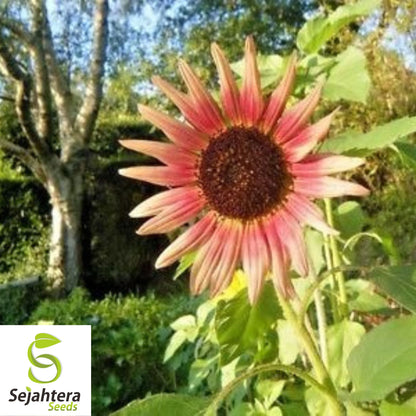 Indian Blanket Sunflower Seeds - 50+ Native Wildflower - Cut Flowers & Pollinators