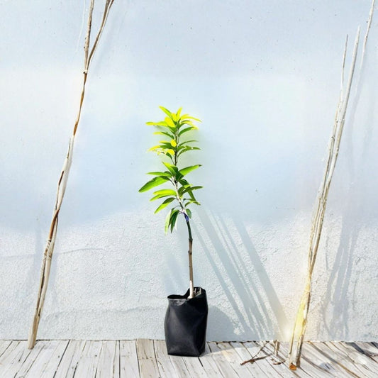 Kent Mango Tree – Mangifera indica Live Grafted Tree | USDA Certified | Premium Tropical Variety  Large Sweet Fruit | Early Bearing | Backyard Orchard Favorite