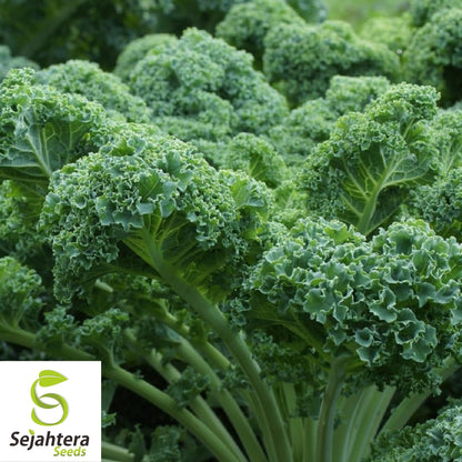 Kale Dwarf Blue Curled Seeds 500+ | Vegetable Garden NON-GMO USA