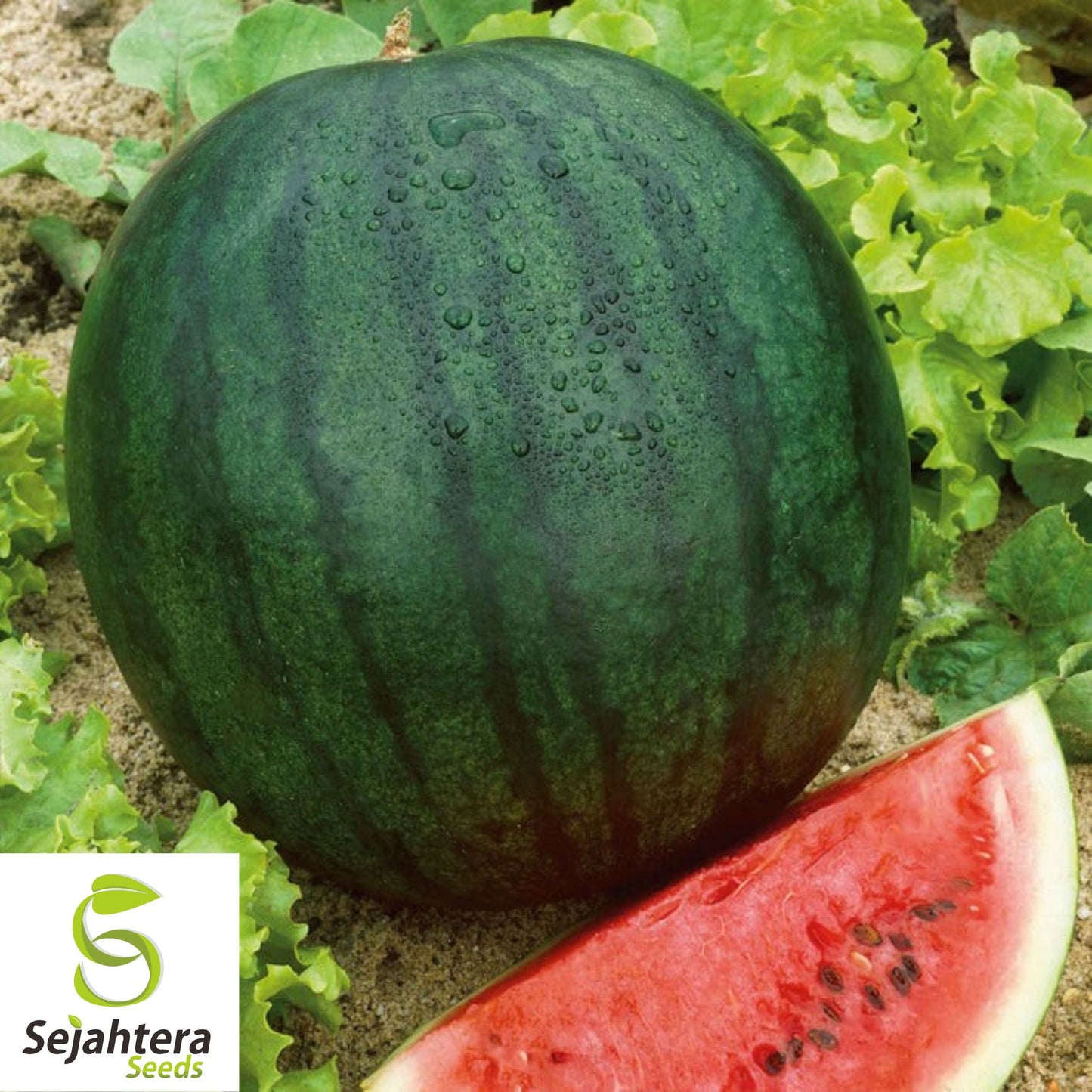 Florida Giant Watermelon Seeds - 12 Organic Heirloom - Sweet & Juicy - Rare