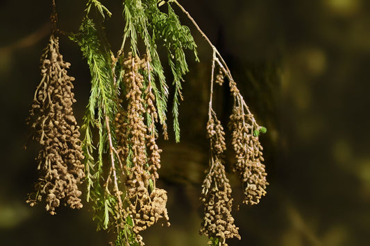 Ahuehuete Montezuma Baldcypress Cypress (Taxodium mucronatum)