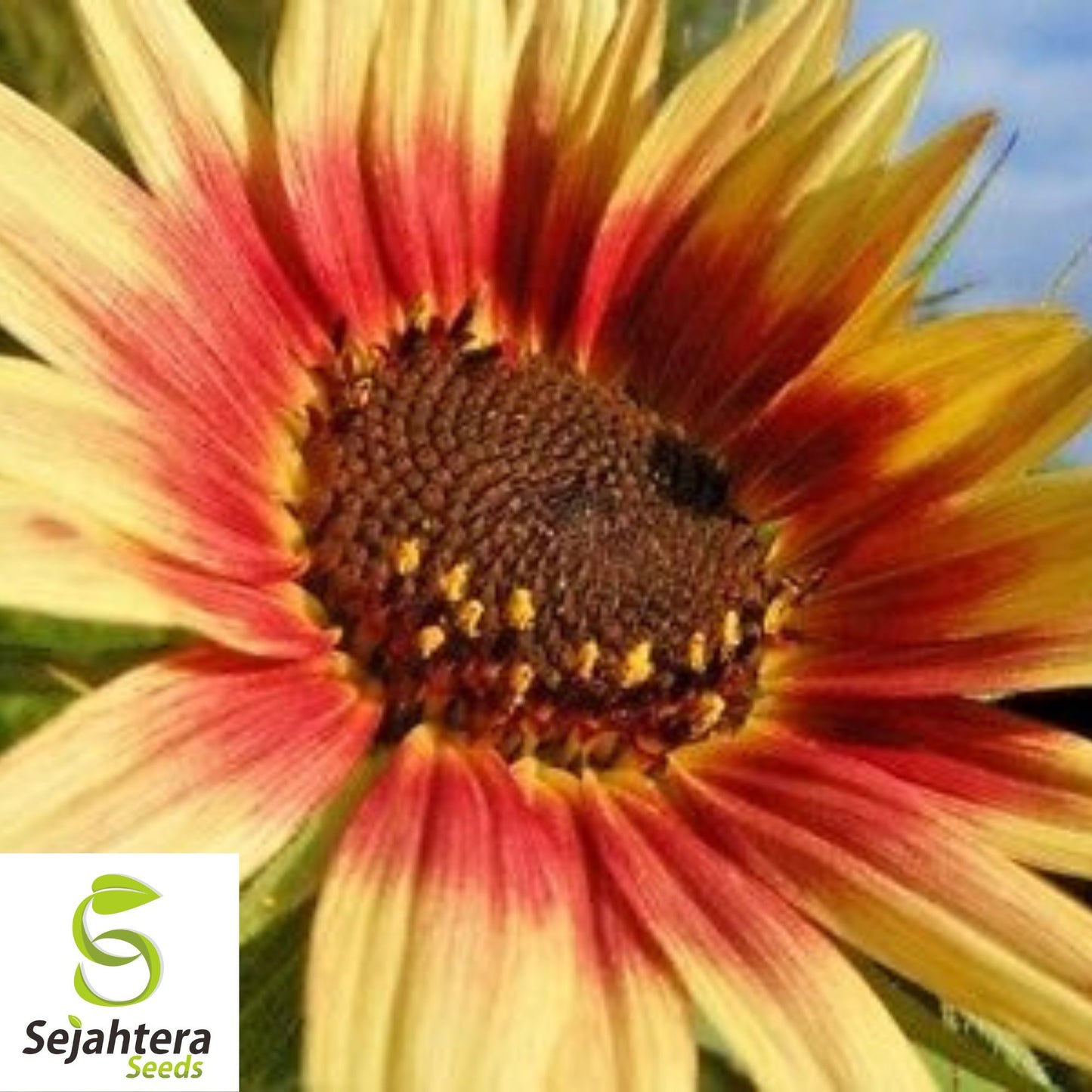 Indian Blanket Sunflower Seeds - 50+ Native Wildflower - Cut Flowers & Pollinators
