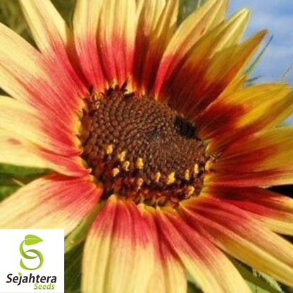 Indian Blanket Sunflower Seeds - 50+ Native Wildflower - Cut Flowers & Pollinators