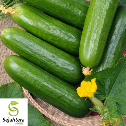 Ashley Long Cucumber Seeds - 100+ Heirloom, Organic, Non-GMO & Fresh