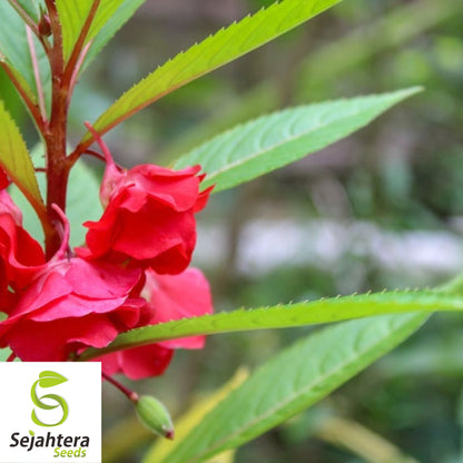 Balsam Camellia Seeds 100+ | Impatiens balsamina Annual Flower USA