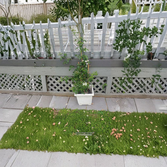 South African Jasmine – Jasminum angulare Live Evergreen Vine/Shrub | 3 Feet Tall | Shipped in 3 Gallon Pot  Lightly Fragrant White Blooms | Trellis or Mounding Shrub | Warm Climate Favorite