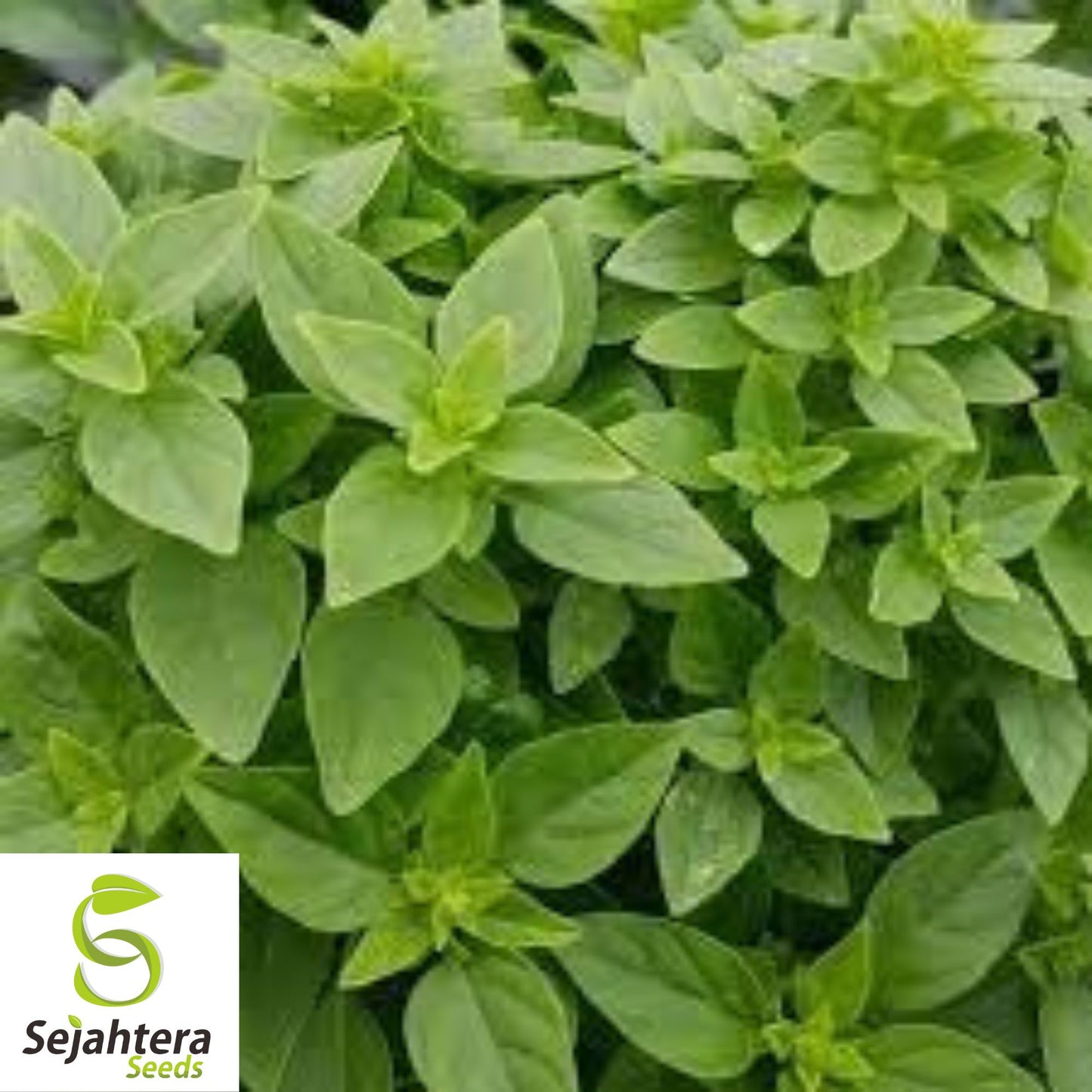 200 Dwarf Greek Basil Seeds - Non-GMO, Aromatic Compact Herb