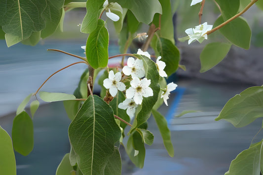 Birch-leaved Pear (Pyrus betulifolia)