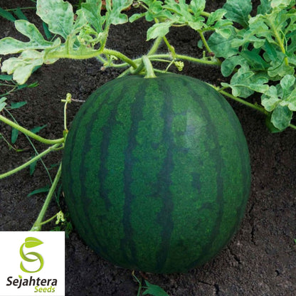 Florida Giant Watermelon Seeds - 12 Organic Heirloom - Sweet & Juicy - Rare