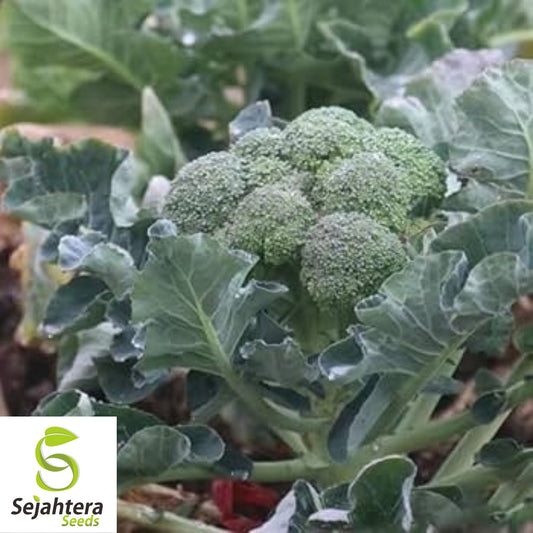 500+ Broccoli Seeds - Non-GMO, Heirloom & Nutritious Vegetable Variety