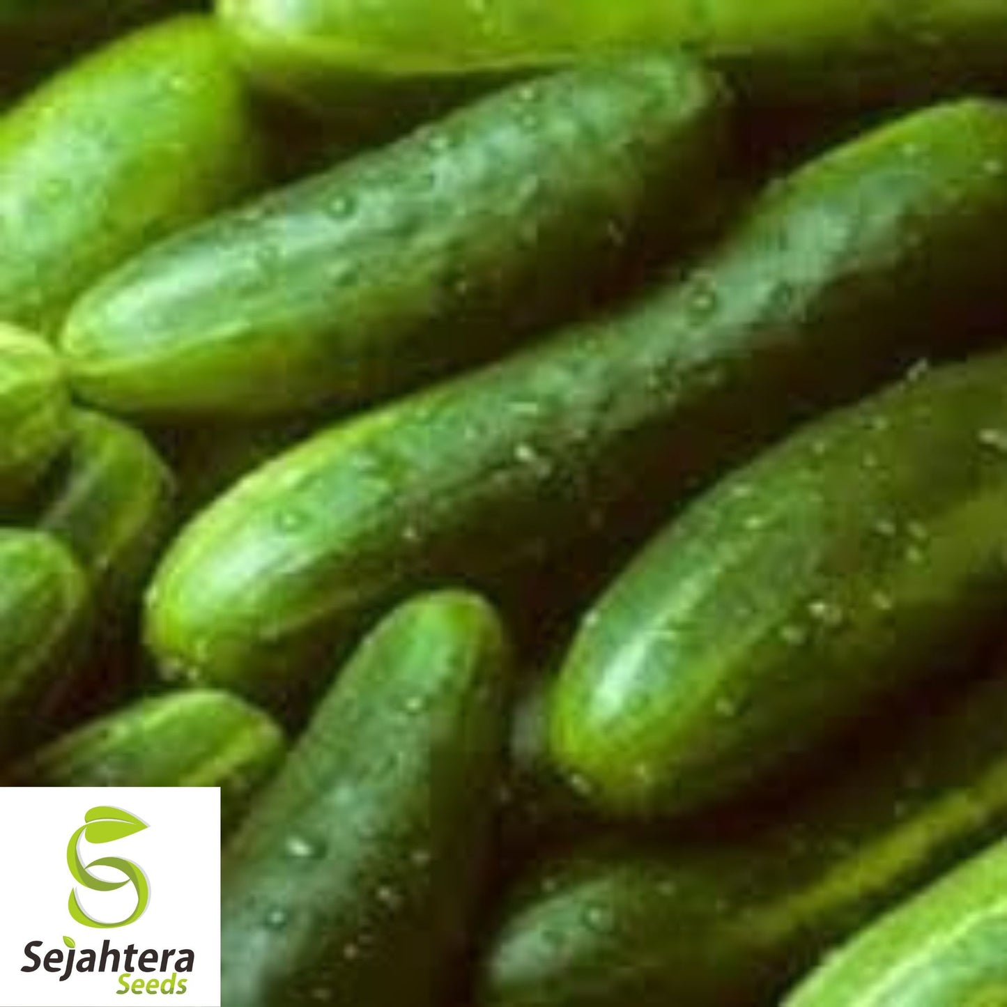 Ashley Long Cucumber Seeds - 100+ Heirloom, Organic, Non-GMO & Fresh