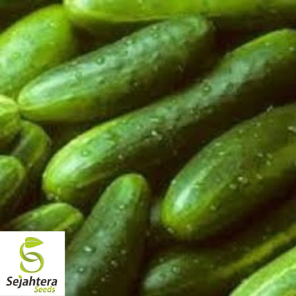 Ashley Long Cucumber Seeds - 100+ Heirloom, Organic, Non-GMO & Fresh