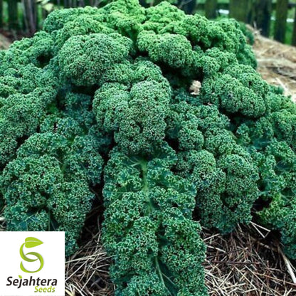 Kale Dwarf Blue Curled Seeds 500+ | Vegetable Garden NON-GMO USA