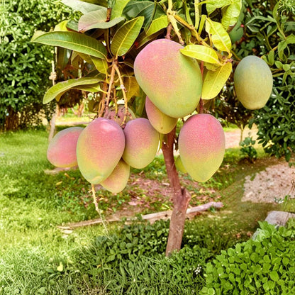 Kent Mango Tree – Mangifera indica Live Grafted Tree | USDA Certified | Premium Tropical Variety  Large Sweet Fruit | Early Bearing | Backyard Orchard Favorite