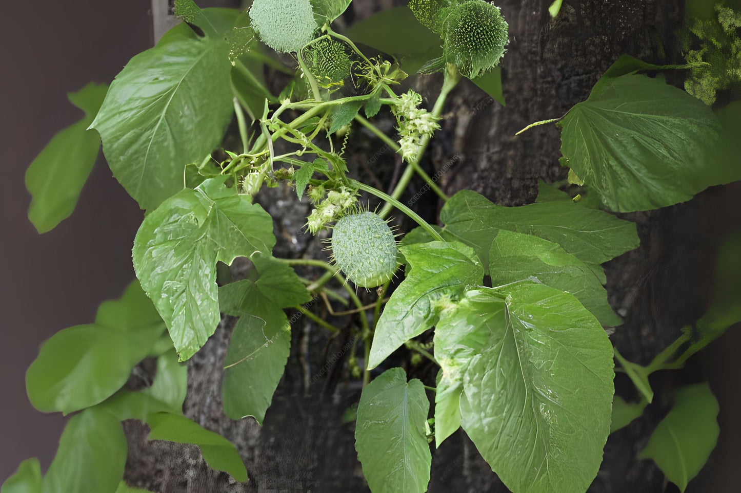 Balsam Prickly Cucumber Wild Cucumber (Echinocystis lobata)