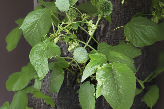 Balsam Prickly Cucumber Wild Cucumber (Echinocystis lobata)