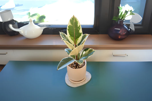 Ficus Tineke Double Stems - Variegated Elastica Rubber Plant in 3 Gallon Pot - Ficus elastica