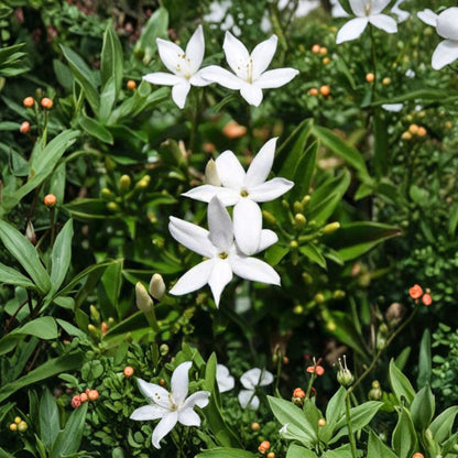 South African Jasmine – Jasminum angulare Live Evergreen Vine/Shrub | 3 Feet Tall | Shipped in 3 Gallon Pot  Lightly Fragrant White Blooms | Trellis or Mounding Shrub | Warm Climate Favorite