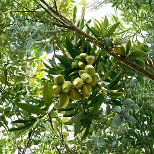 Manila Mango Tree – Mangifera indica Live Mango Tree | 2–3 Feet Tall | Includes 3 Gallon Nursery Pot  Early Season Variety | Sweet Tropical Fruit | Backyard Orchard Favorite