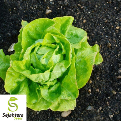 1000 Tom Thumb Lettuce Seeds - Non-GMO, Compact & Heirloom Variety