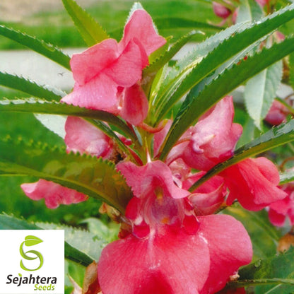 Balsam Camellia Seeds 100+ | Impatiens balsamina Annual Flower USA