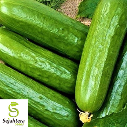 Ashley Long Cucumber Seeds - 100+ Heirloom, Organic, Non-GMO & Fresh