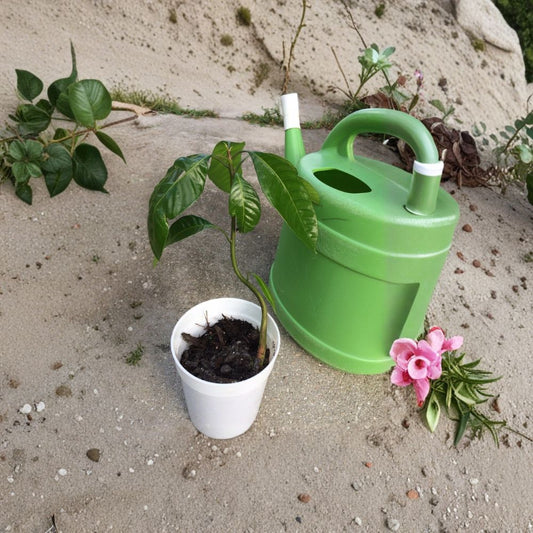 Mango Tree – Mangifera indica Live Seedling | 10–14 Inches Tall | Includes Nursery Pot  Tropical Fruit Starter | Patio & Backyard Friendly | Easy to Grow