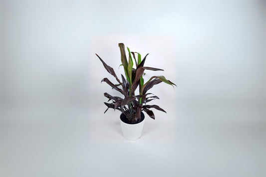 Cordyline Plant in 14" Pot - Black Magic Tropical Cordyline - Low-Maintenance Evergreen Shrub - Cordyline fruticosa