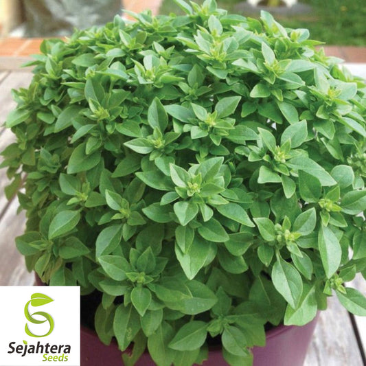 200 Dwarf Greek Basil Seeds - Non-GMO, Aromatic Compact Herb