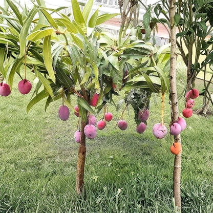 Mango Tree – Mangifera indica Live Seedling | 10–14 Inches Tall | Includes Nursery Pot  Tropical Fruit Starter | Patio & Backyard Friendly | Easy to Grow