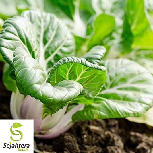 500 Canton Pak Choi Cabbage Seeds - Non-GMO, Tender & Flavorful