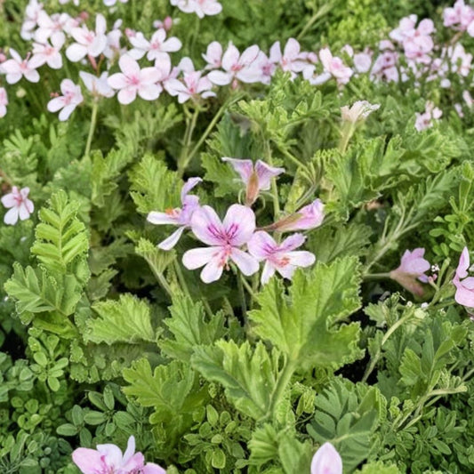 Citronella Geranium – Pelargonium graveolens (‘Mosquito Plant’) Live Scented Plant | 1 Foot Tall | Shipped in 6" Pot  Citrus Fragrance | Textured Lacy Leaves | Patio & Garden Favorite