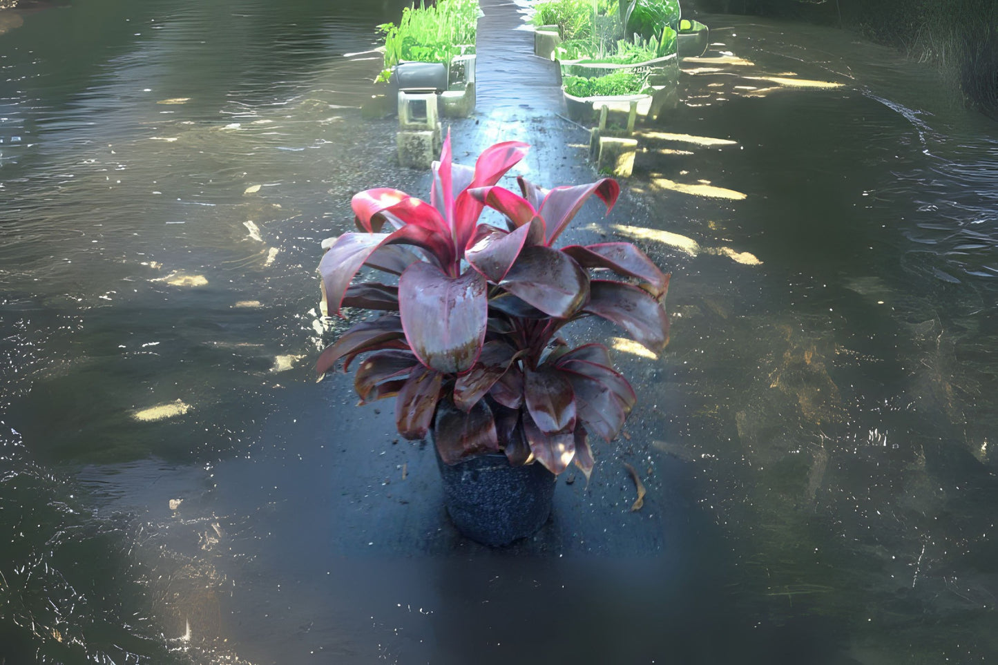 Cordyline Ruby Red 14" Pot | Tropical Evergreen Shrub | Cordyline fruticosa | Low-Maintenance Indoor/Outdoor Plant