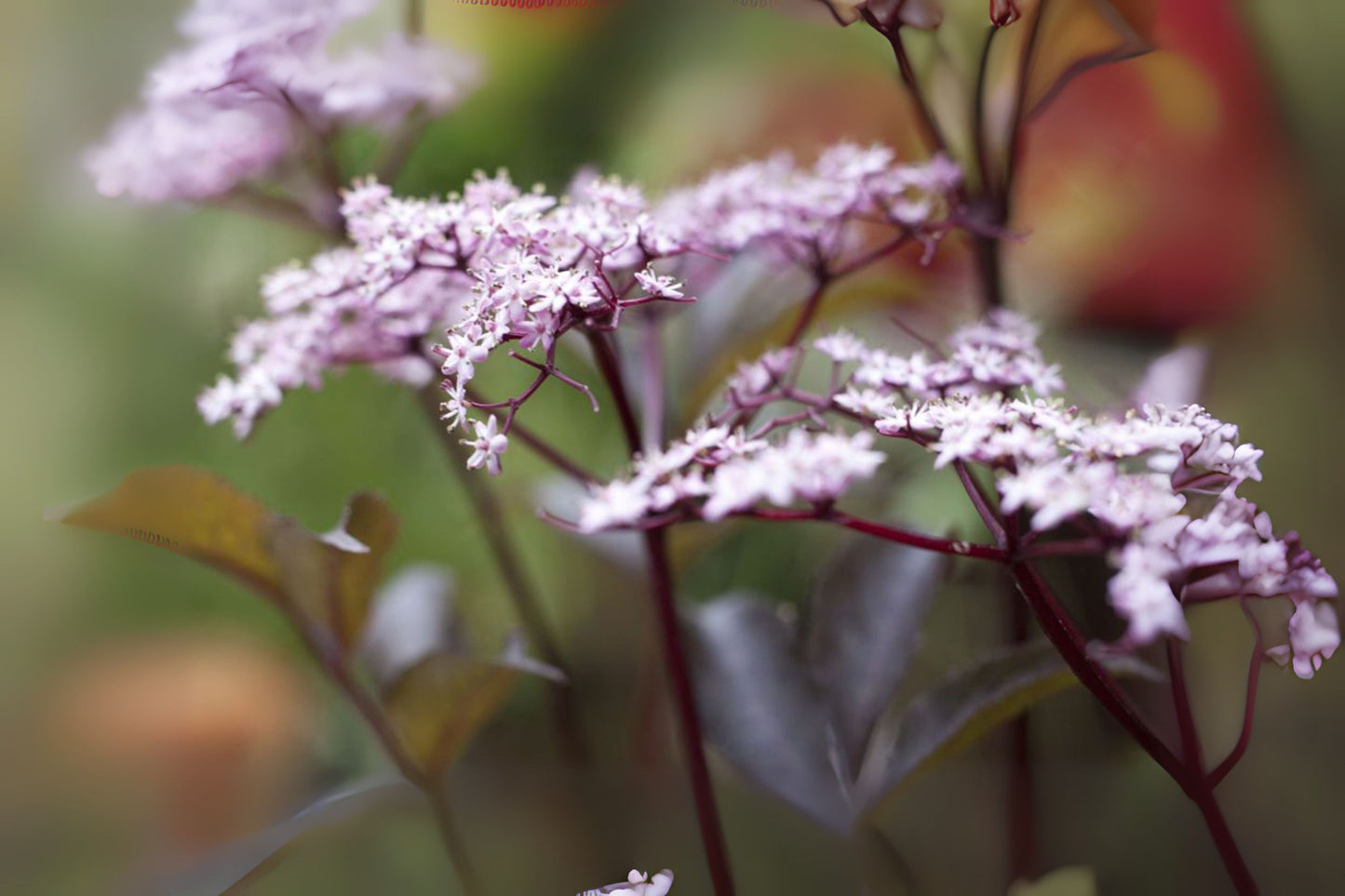 Black Elderberry Common Elder Elder (Sambucus nigra)