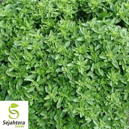 200 Dwarf Greek Basil Seeds - Non-GMO, Aromatic Compact Herb