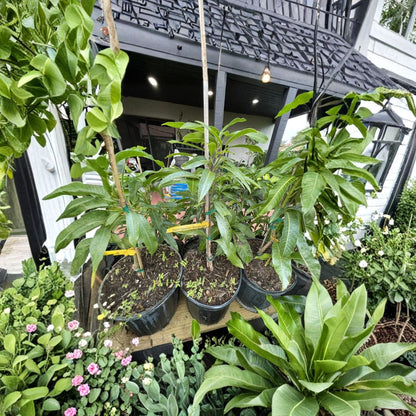 Zill’s Grafted Mango & Avocado Trees – 3 Gallon Live Grafted Trees | 2–4 Feet Tall | 100+ Premium Varieties  Authentic Zill’s & Pine Island Nursery | Disease-Resistant Rootstock | Free Shipping (Lower 48)
