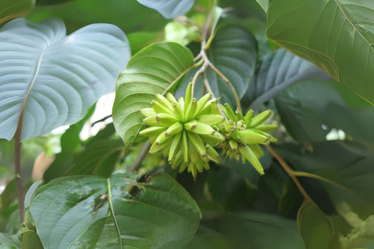 Camptotheca Cancer Happy Of Life (Camptotheca acuminata)