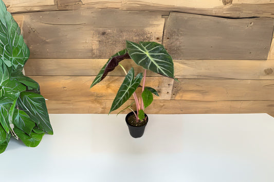 Alocasia Morocco Plant in 6" Pot - Exotic Houseplant, Alocasia spp. - Ideal for Indoor Decor and Plant Collectors