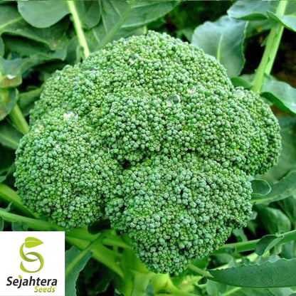 500+ Broccoli Seeds - Non-GMO, Heirloom & Nutritious Vegetable Variety
