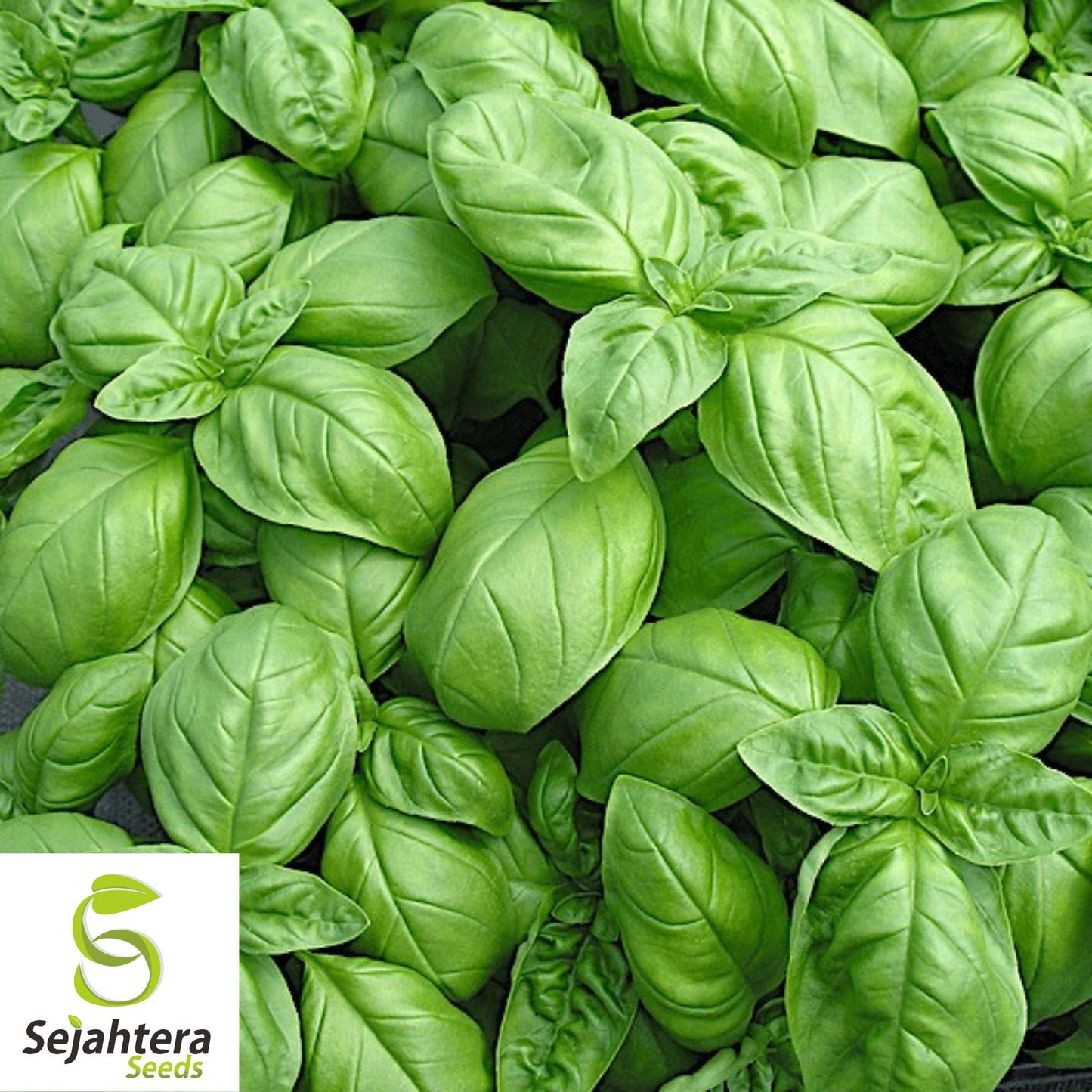 200 Dwarf Greek Basil Seeds - Non-GMO, Aromatic Compact Herb