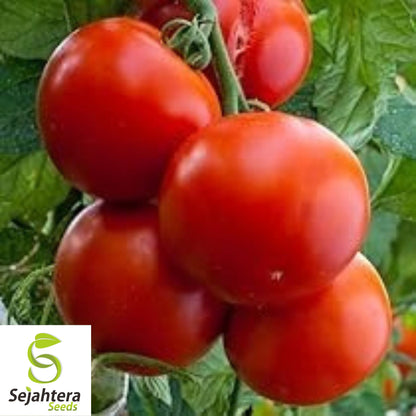 Floridade Tomato Seeds 100 Ct | Heirloom NON-GMO Vegetable Garden USA